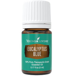 Eucalyptus Blue Essential Oil