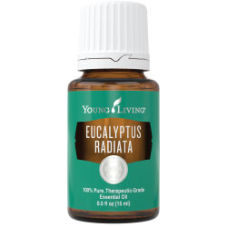 Eucalyptus Radiata Essential Oil